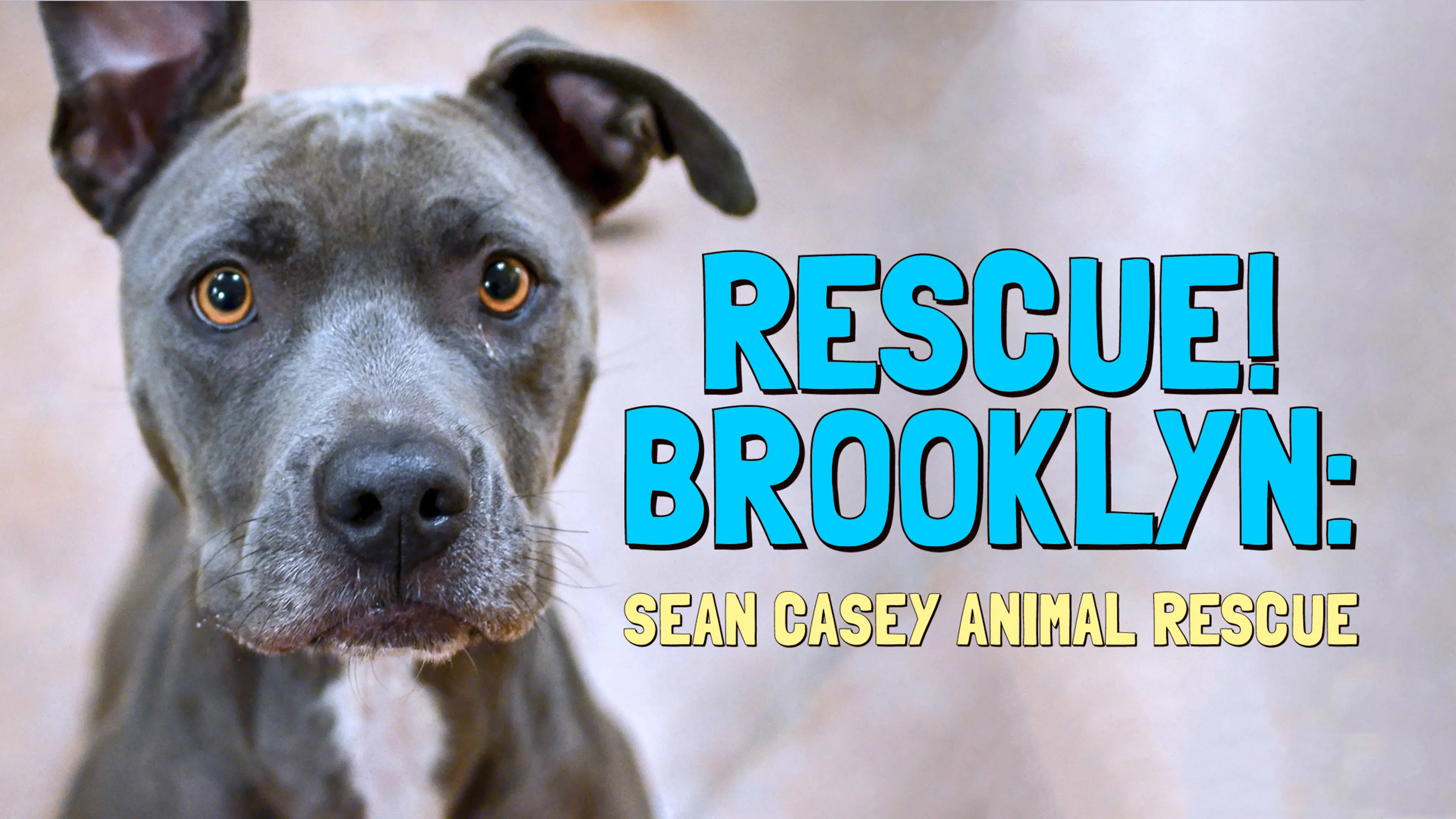 Rescue! Brooklyn: Sean Casey Animal Rescue poster